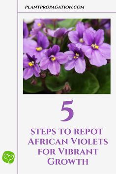 5 steps to repot African Violets for Vibrant Growth African Violet Care, Clean Pots, Plant Propagation, Dusty Miller, New Roots, African Violet, Peat Moss