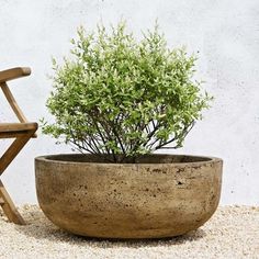 a potted plant sitting on top of a sandy ground next to a wooden chair