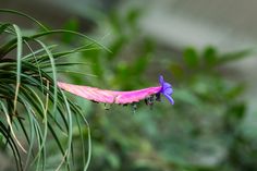 a pink and purple flower with green leaves in the background