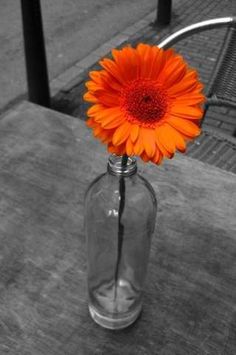 an orange flower in a clear glass vase