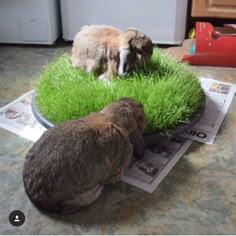 two dogs are sitting in the grass on top of newspapers