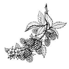 black and white drawing of berries