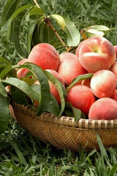 a basket filled with lots of ripe peaches on top of lush green grass next to leaves