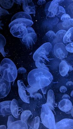 many blue jellyfish are swimming in the water