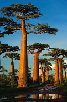 a group of trees that are standing in the grass