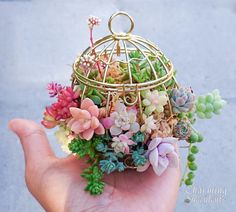 a hand holding a small birdcage filled with succulents and flowers