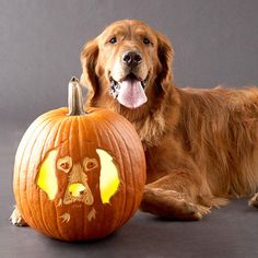 a golden retriever dog sitting next to a carved pumpkin with its tongue hanging out