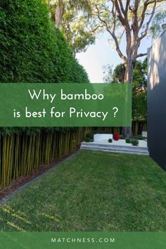 a green yard with bamboo trees and grass in the foreground text reads why bamboo is best for privacy?