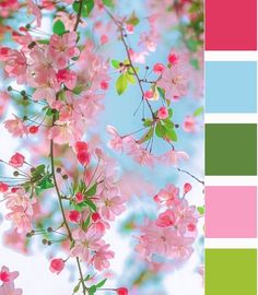 pink flowers are blooming in the sky with color swatches to match their colors