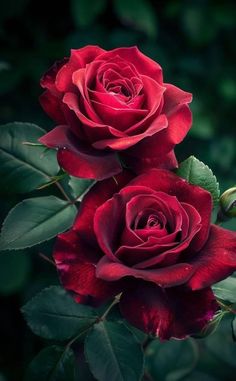 two red roses with green leaves in the background