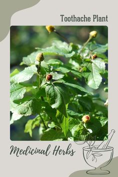 an image of medical herbs with the words toothache plant