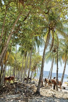 horses are grazing on the beach under palm trees