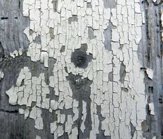 peeling paint on the bark of a tree