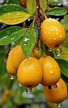 some oranges hanging from a tree with water droplets on them