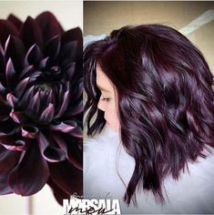 Dark Purple Hair Color Ideas, Longbob Hair, Dark Purple Hair Color, Purple Hair Color Ideas, Purple Hair Color, Rambut Brunette, Dark Purple Hair, Plum Hair, Wine Hair