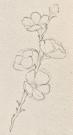 a pencil drawing of a flower on paper