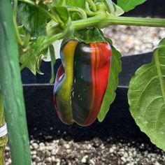 Candy Cane Pepper Seeds Pepper Plant Support, Ornamental Pepper Plant, Hawaii Garden, Pepper Garden, Growing Peppers, Unique Vegetables, Garden Plan, Heirloom Vegetables