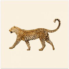 a drawing of a cheetah walking across a white background with the word's name on it