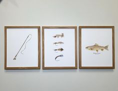 three framed pictures with different types of fish on them