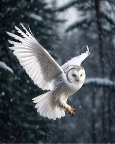 an owl is flying through the air with its wings wide open in front of snow covered trees