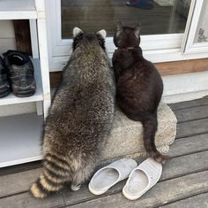 two cats sitting on top of a rock next to each other in front of a window