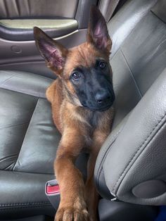 a brown and black dog sitting in the back seat of a car with it's paw hanging out