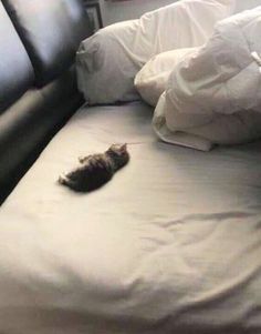 a cat laying on top of a bed with white sheets and pillows next to it