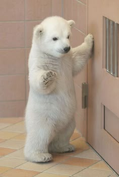 a polar bear standing on its hind legs in front of a door with the caption chill out - i got this