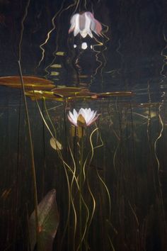 two water lilies floating on top of a body of water