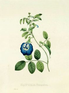 a blue flower with green leaves is shown in this antique botanical print from the late 19th century