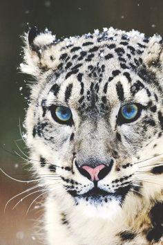 a close up of a snow leopard with blue eyes