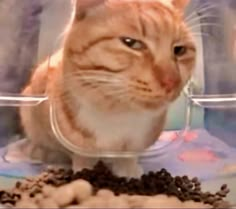 an orange and white cat sitting in a plastic container with some food on the ground