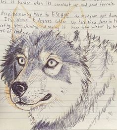 a drawing of a wolf on lined paper