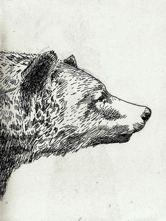 an image of a bear drawn on paper