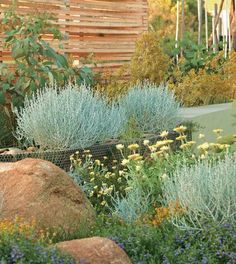 the garden is full of colorful flowers and plants, including blue - green foliages