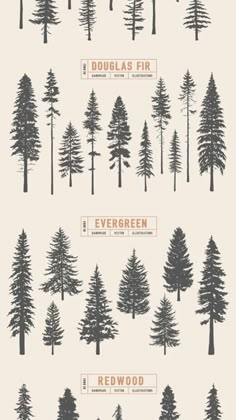 several different types of trees with the words evergreen written in orange and black on them