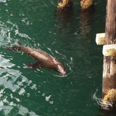 an animal swimming in the water next to wooden posts