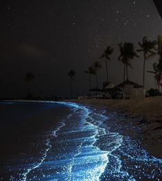 the beach is lit up with blue lights and palm trees in the background at night