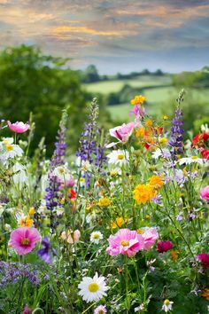 Vibrant wildflower meadow in a meadow garden, showcasing a variety of low maintenance plants perfect for lawn alternatives and wildlife gardening; ideal for a pollinator garden and enhancing your lawn and landscape. Wild Flowers Backyard, Wildflower Meadow Front Yard, Wildflower Curb Appeal, Lawn To Wildflower Meadow, British Flower Garden, Wild Flower Meadow Garden, Wild Meadow Garden, Wildflower Patch In Yard, Wild Flowers Landscaping