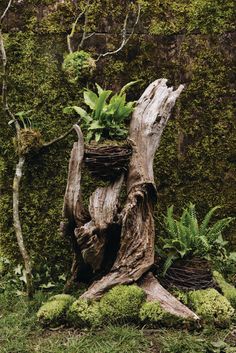 an old tree stump with moss growing on it's sides and some plants in the middle