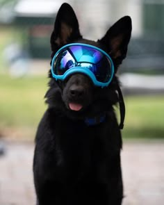 a black dog wearing blue goggles on top of it's head