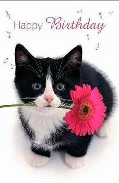 a black and white cat holding a pink flower