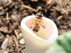 a bee sitting on top of a white cup in the dirt next to a plant