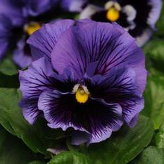 purple flowers with green leaves in the foreground