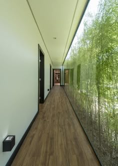 the hallway is lined with bamboo trees and glass walls