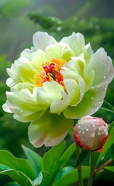 a white and yellow flower with water droplets on it