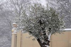 an olive tree with snow on it in front of a building