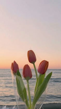 three pink tulips in a vase on the beach at sunset with waves coming in