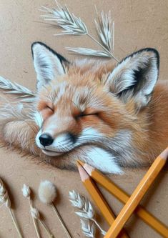 a drawing of a sleeping fox with its eyes closed and pencils next to it