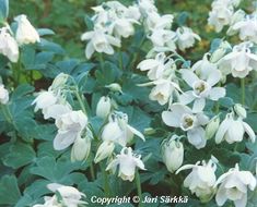 white flowers are blooming in the garden